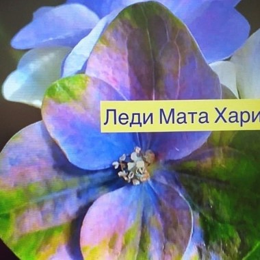 Living_creations_product_shop_hortensia_hortensien_hydrangea_pluimhortensia_paniculata_rispenhortensie_Living_Little_Rosy-scaled — копия1